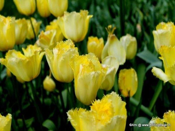 Tulip gardens in Netherlands